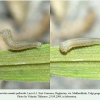 hipparchia pellucida daghestan larva1